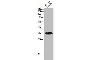 Western Blot analysis of MOUSE-BRAIN cells using IGFBP3 Polyclonal Antibody (IGFBP3 Antikörper)