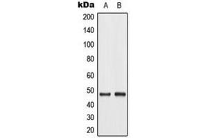 Western blot analysis of c-Jun (pT93) expression in A549 UV-treated (A), NIH3T3 UV-treated (B) whole cell lysates. (C-JUN Antikörper  (pSer93))