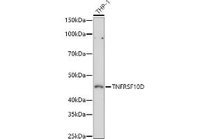 Western blot analysis of extracts of THP-1 cells, using TNFRSF10D antibody (ABIN6127587, ABIN6149306, ABIN6149308 and ABIN6221737) at 1:1000 dilution. (DcR2 Antikörper  (AA 257-386))