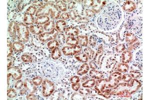 Immunohistochemistry (IHC) analysis of paraffin-embedded Human Kidney, antibody was diluted at 1:200. (EMR2 Antikörper  (Internal Region))