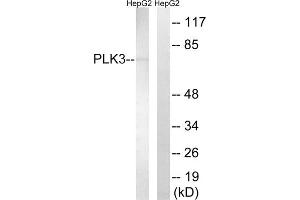 Western blot analysis of extracts from HepG2 cells, using PLK3 antibody. (PLK3 Antikörper  (Internal Region))