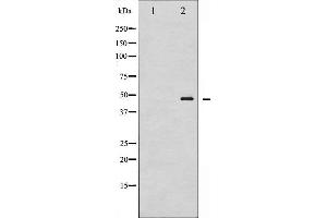Western blot analysis of GATA1 phosphorylation expression in K562 whole cell lysates,The lane on the left is treated with the antigen-specific peptide. (GATA1 Antikörper  (pSer142))
