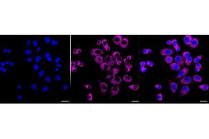Immunocytochemical staining of HepG2 cells with G-rich RNA sequence binding factor 1 antibody (ABIN7798678), 1:1,000). (Rekombinanter GRSF1 Antikörper)