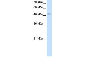 Western Blotting (WB) image for anti-Eukaryotic Translation Initiation Factor 2, Subunit 3 Gamma, 52kDa (EIF2S3) (N-Term) antibody (ABIN2782457)