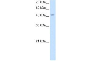 WB Suggested Anti-EIF2S3 Antibody Titration:  5. (EIF2S3 Antikörper  (N-Term))