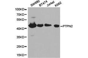 Western Blotting (WB) image for anti-Protein tyrosine Phosphatase, Non-Receptor Type 2 (PTPN2) antibody (ABIN1874450) (PTPN2 Antikörper)