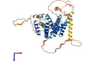 CCNJL Protein (AA 1-435) (His tag)