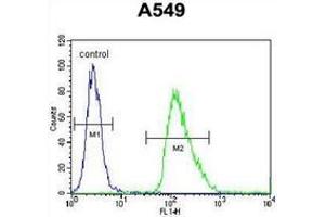Flow cytometric analysis of A549 cells using IER3 / IEX1 Antibody (N-term) Cat. (IER3 Antikörper  (N-Term))
