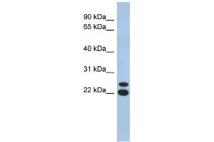 C19ORF54 antibody used at 1 ug/ml to detect target protein. (C19orf54 Antikörper  (N-Term))