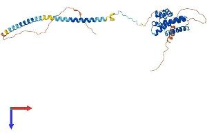 CDC37L1 Protein (AA 1-337) (His tag)