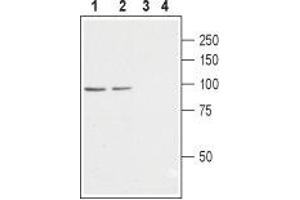 Western blot analysis of rat (lanes 1 and 3) and mouse (lanes 2 and 4) brain membranes: - 1,2.