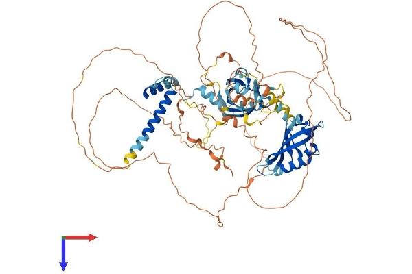 ARNT2 Protein (AA 1-712) (His tag)