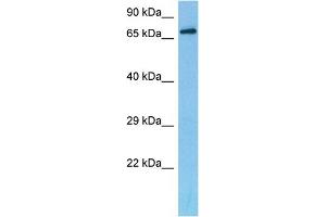 Host:  Mouse  Target Name:  DACH2  Sample Tissue:  Mouse Liver  Antibody Dilution:  1ug/ml (DACH2 Antikörper  (C-Term))