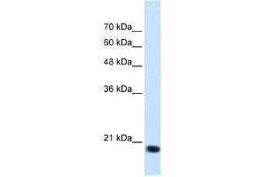 SSR2 antibody used at 1. (SSR2 Antikörper)