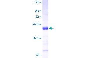 Image no. 1 for Tumor Necrosis Factor (Ligand) Superfamily, Member 13 (TNFSF13) (AA 1-247) protein (GST tag) (ABIN1323221) (TNFSF13 Protein (AA 1-247) (GST tag))