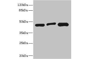 Western blot All lanes: ITPK1 antibody at 3. (ITPK1 Antikörper  (AA 185-414))