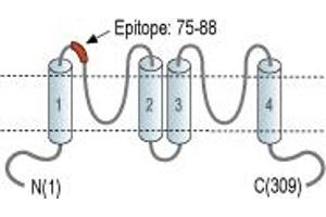 anti-Potassium Channel, Subfamily K, Member 16 (KCNK16) (1st Extracellular Loop), (AA 75-88) antibody