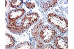 RACGAP1 polyclonal antibody  staining (1 ug/mL) of paraffin embedded human testis. (RACGAP1 Antikörper  (C-Term))
