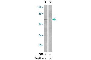Western blot analysis of extracts from 293 cells, treated with EGF (200 ng/mL, 30 mins), using OPRM1 polyclonal antibody .