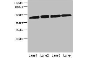 Western blot All lanes: PRKAR1B antibody at 2. (PRKAR1B Antikörper  (Regulatory Subunit))