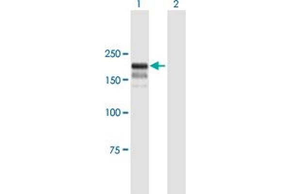 BTBD12 antibody  (AA 1-1151)