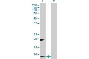 Western Blot analysis of RETN expression in transfected 293T cell line by RETN MaxPab polyclonal antibody. (Resistin Antikörper  (AA 1-108))