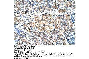 Rabbit Anti-WDR4 Antibody  Paraffin Embedded Tissue: Human Kidney Cellular Data: Epithelial cells of renal tubule Antibody Concentration: 4. (WDR4 Antikörper  (C-Term))