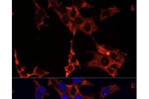 Immunofluorescence analysis of NIH-3T3 cells using ERK1 / ERK2 Polyclonal Antibody at dilution of 1:100 (40x lens). (ERK1/2 Antikörper)