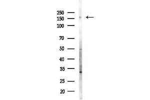 anti-Cyclin-Dependent Kinase 13 (CDK13) (Internal Region) antibody