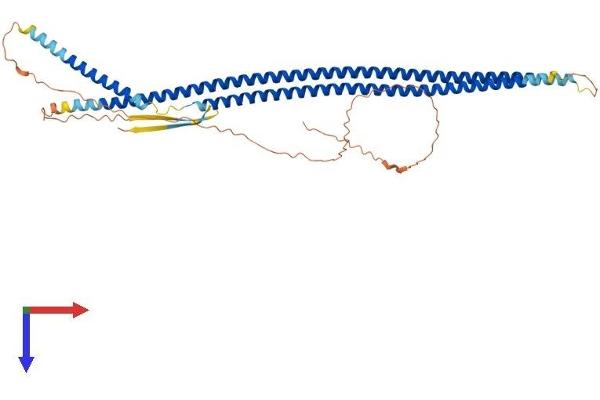 KRT14 Protein (AA 1-472) (His tag)