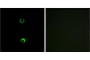 Immunofluorescence (IF) image for anti-Olfactory Receptor, Family 3, Subfamily A, Member 2 (OR3A2) (AA 241-290) antibody (ABIN2890995) (OR3A2 Antikörper  (AA 241-290))