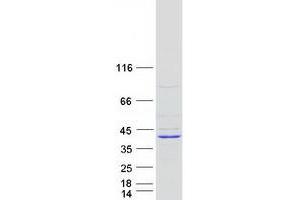 Validation with Western Blot (LDAH/C2orf43 Protein (Myc-DYKDDDDK Tag))
