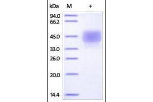 SDS-PAGE (SDS) image for CD3 epsilon (CD3E) (AA 22-117) (Active) protein (His tag,Fc Tag) (ABIN2180776) (CD3 epsilon Protein (CD3E) (AA 22-117) (His tag,Fc Tag))