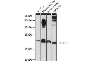 Western blot analysis of extracts of various cell lines, using RHOD Rabbit pAb (ABIN6131344, ABIN6146938, ABIN6146939 and ABIN6222119) at 1:1000 dilution. (RHOD Antikörper  (AA 1-210))