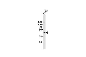 PK1 Antibody (C-term) (ABIN1882175 and ABIN2841383) western blot analysis in Hela cell line lysates (35 μg/lane). (ERK2 Antikörper  (C-Term))