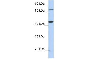 TUFM antibody used at 1 ug/ml to detect target protein. (TUFM Antikörper  (Middle Region))