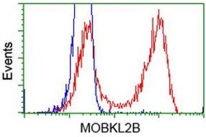 HEK293T cells transfected with either RC205977 overexpress plasmid (Red) or empty vector control plasmid (Blue) were immunostained by anti-MOBKL2B antibody (ABIN2453314), and then analyzed by flow cytometry. (MOBKL2B Antikörper)