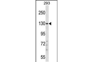 Western blot analysis in 293 cell line lysates (35ug/lane). (PITPNM2 Antikörper  (AA 639-668))