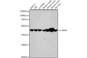 Western blot analysis of extracts of various cell lines, using Fukutin antibody (ABIN7267275) at 1:1000 dilution. (Fukutin Antikörper)