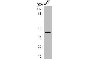 Western Blot analysis of HuvEC cells using PRDM12 Polyclonal Antibody (PRDM12 Antikörper  (Internal Region))