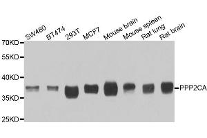 Western blot analysis of extracts of various cell lines, using PPP2CA antibody (ABIN5974047) at 1/1000 dilution.