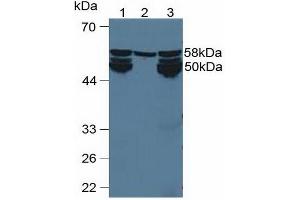 Figure. (CYP1A2 Antikörper  (AA 192-444))