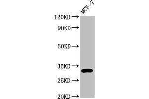 Western Blot Positive WB detected in: MCF-7 whole cell lysate All lanes: DKK2 antibody at 3. (DKK2 Antikörper  (AA 34-259))