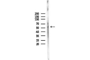 anti-Nuclear Factor, Interleukin 3 Regulated (NFIL3) (C-Term) antibody