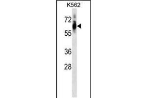 Western blot analysis in K562 cell line lysates (35ug/lane). (CDK8 Antikörper  (AA 245-272))