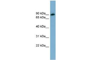 Western Blotting (WB) image for anti-Amyloid beta (A4) Precursor Protein-Binding, Family B, Member 1 Interacting Protein (APBB1IP) (N-Term) antibody (ABIN2787170)