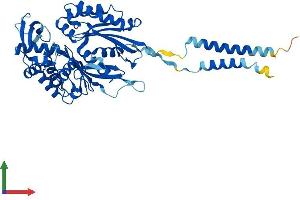 Protein Structure (PS) image for Ectonucleoside Triphosphate diphosphohydrolase 2 (ENTPD2) (AA 1-495) protein (His tag) (ABIN7562467)