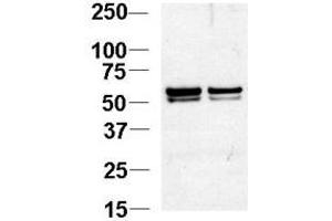 Image no. 1 for anti-Nucleosome Assembly Protein 1-Like 1 (NAP1L1) (N-Term) antibody (ABIN357232) (NAP1L1 Antikörper  (N-Term))
