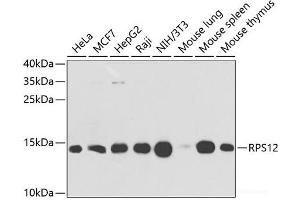 Western blot analysis of extracts of various cell lines using RPS12 Polyclonal Antibody at dilution of 1:1000. (RPS12 Antikörper)