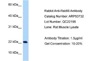 Western Blotting (WB) image for anti-Rsb-66 Protein (RSB66) (N-Term) antibody (ABIN2785546) (RSB66 Antikörper  (N-Term))